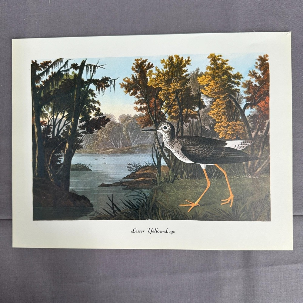 1950 Vintage Print Lesser Yellowlegs American Bird Art Illustration Audubon 11x8